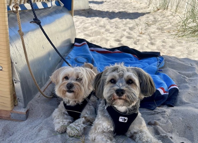Grömitz - ELSAS KOJE - Urlaub mit Hund